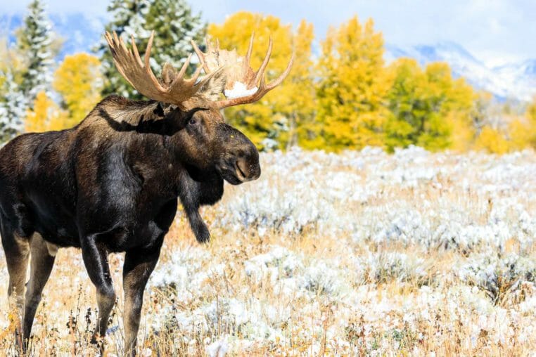 Bull moose in fall colors in Grand Teton National Park