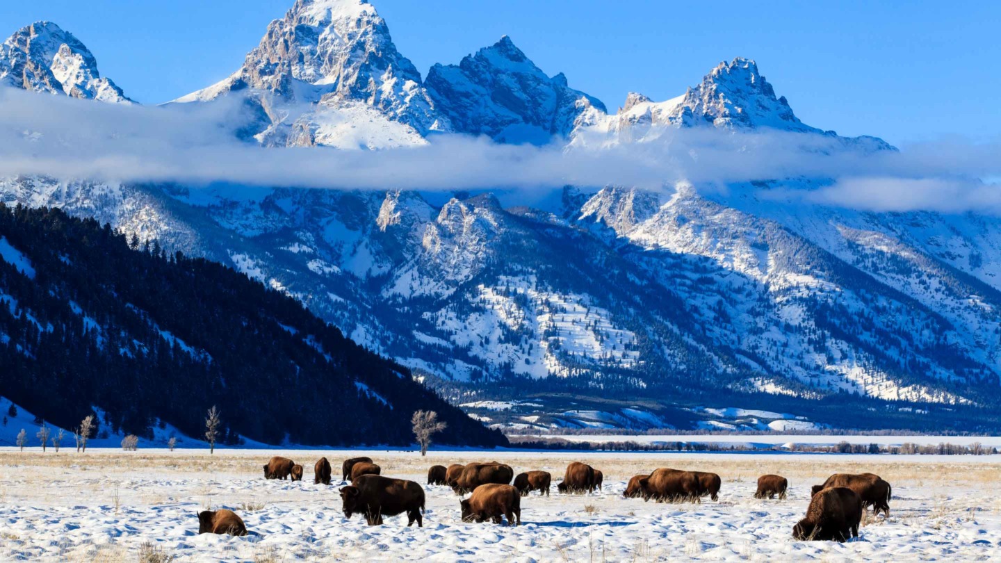 Bison grazing in Jackson Hole