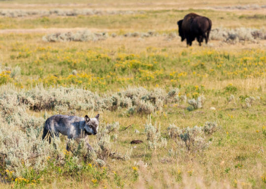 A wolf walking past a bison in Yellowstone National Park's famous Lamar Valley.