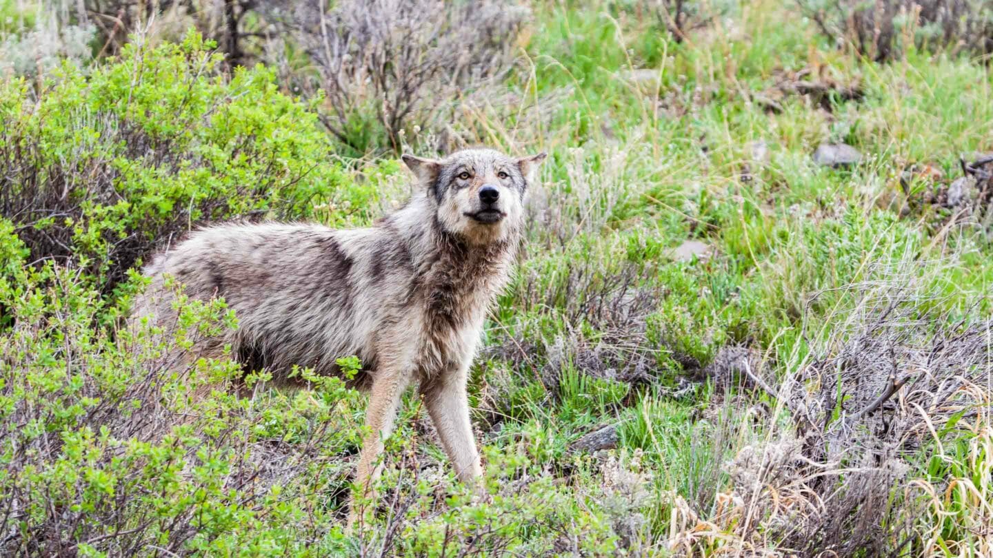 A Grey Wolf Moving Through Lamar Valley In Yellowstone National Park