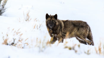 A Dark Brown Gray Wolf Hunts In The Snow Near The National Elk Refuge In Jackson Hole