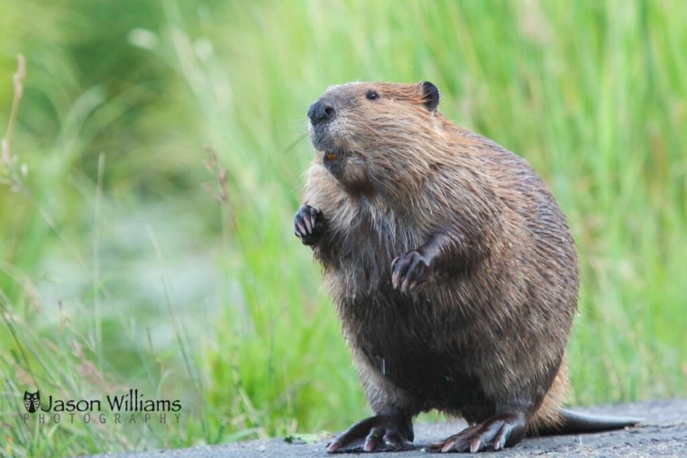 A Beaver In Grand Teton National Park