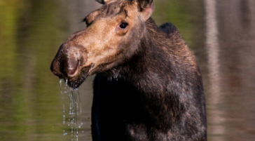 Moose in pond Grand Teton National Park