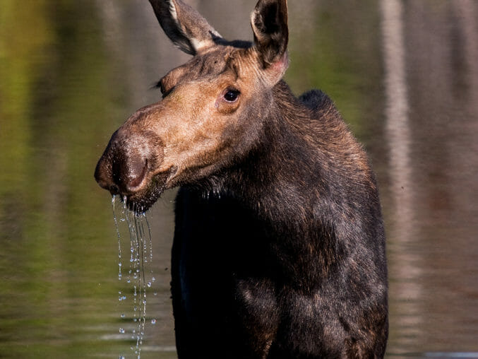 Moose in pond Grand Teton National Park