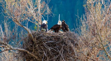 Bald Eagles in Nest Along the Snake River in Wyoming