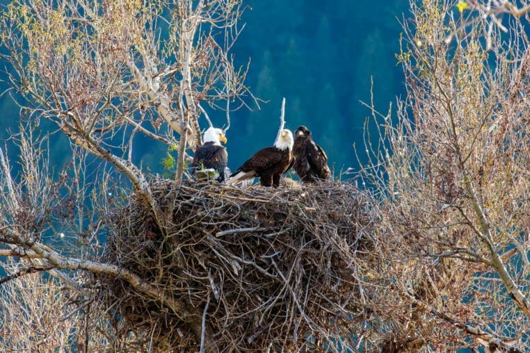 Bald Eagles in Nest Along the Snake River in Wyoming