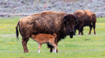 Bison calf nursing in Grand Teton National Park, Wyoming.