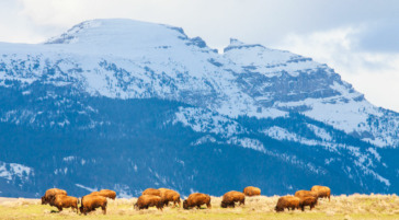 Herd of Bison in Jackson Hole