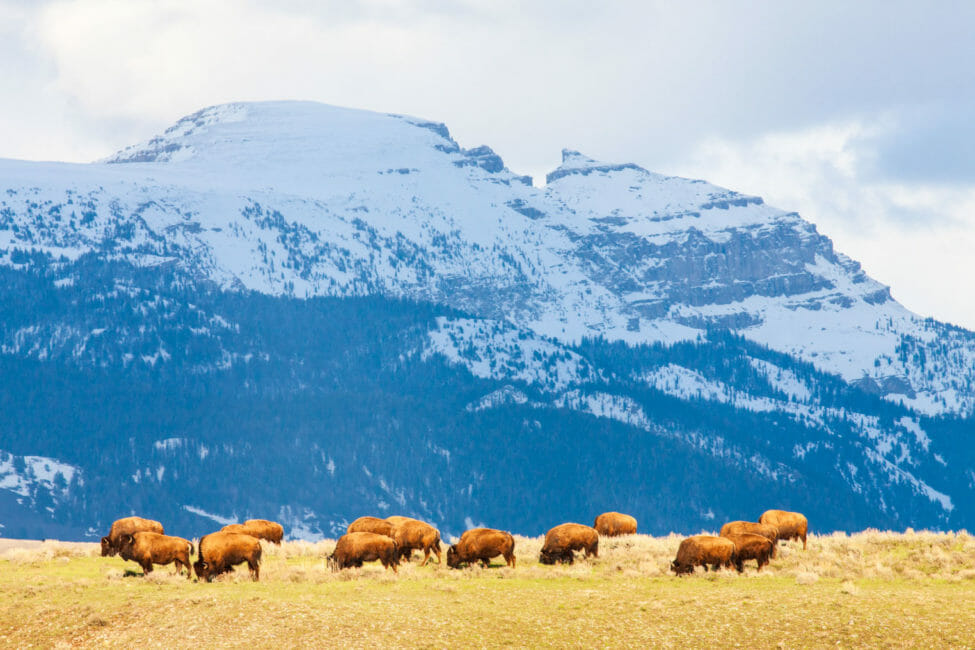 Herd of Bison in Jackson Hole