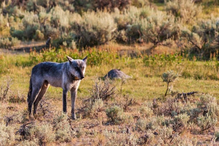 Grey Wolf in Yellowstone National Park's Lamar Valley