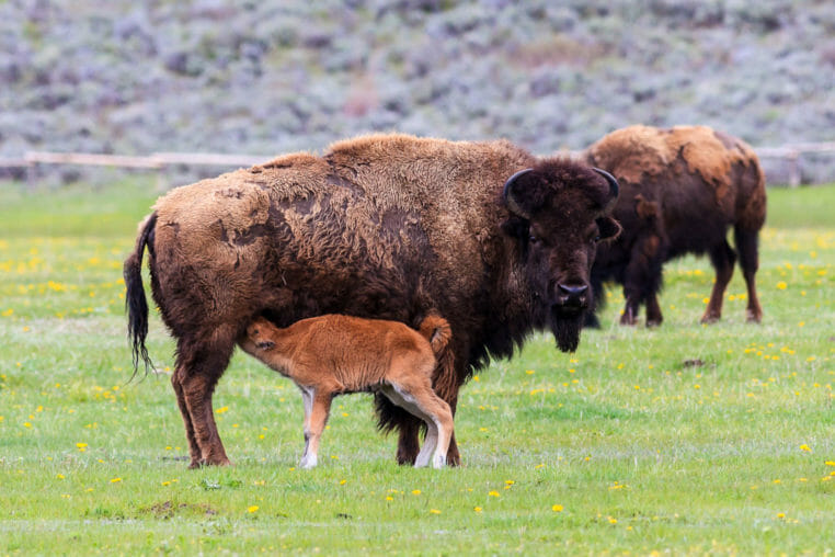 Bison calf nursing in Grand Teton National Park, Wyoming.