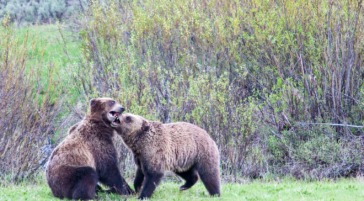 Grizzly Bears playing in Grand Teton National Park