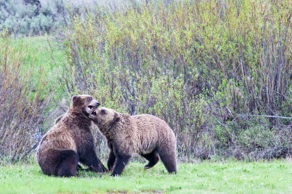 Grizzly Bears playing in Grand Teton National Park