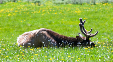 Elk sleeping in Yellowstone National Park