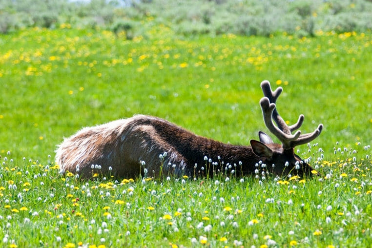 Elk sleeping in Yellowstone National Park