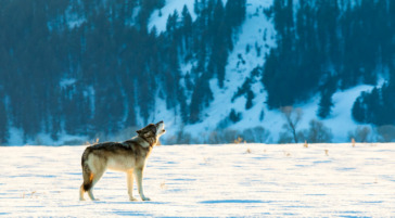 Wolf Howling in Grand Teton National Park