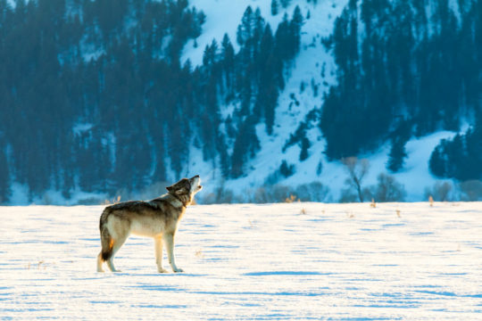 Wolf Howling in Grand Teton National Park