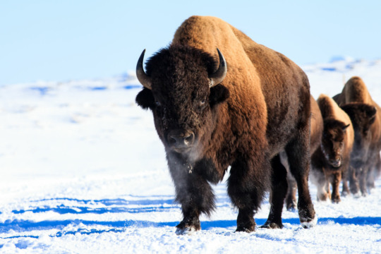 Bull Bison in Yellowstone National Park