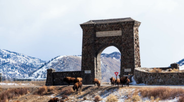 Bison at Roosevelt Arch Yellowstone National Park