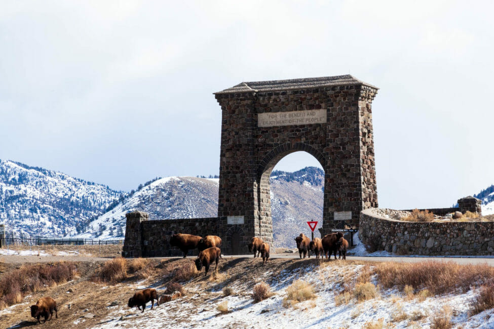 Bison at Roosevelt Arch Yellowstone National Park