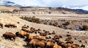 Bison migrating out of Yellowstone National Park