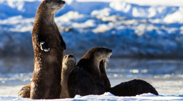 Otters along the Snake River in Grand Teton
