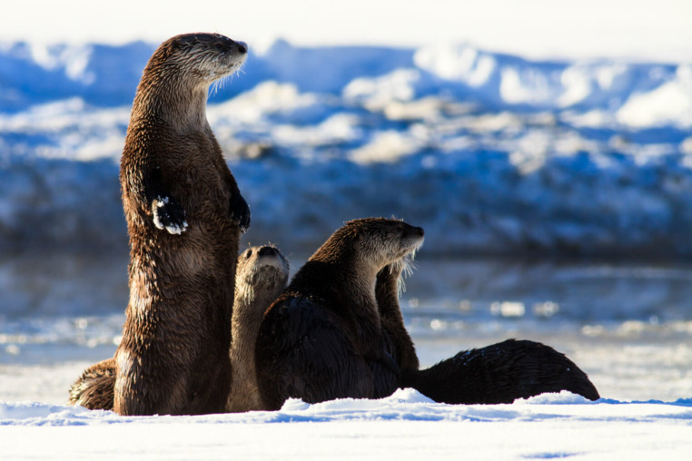 Otters along the Snake River in Grand Teton
