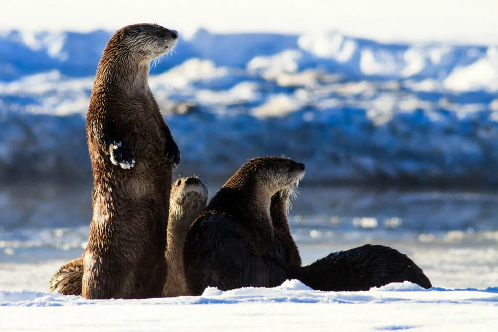 Otters along the Snake River in Grand Teton