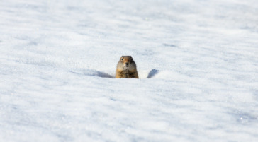 Ground Squirrel in Lamar Valley Yellowstone National Park