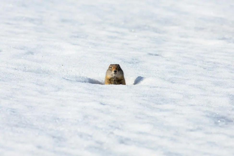 Ground Squirrel in Lamar Valley Yellowstone National Park