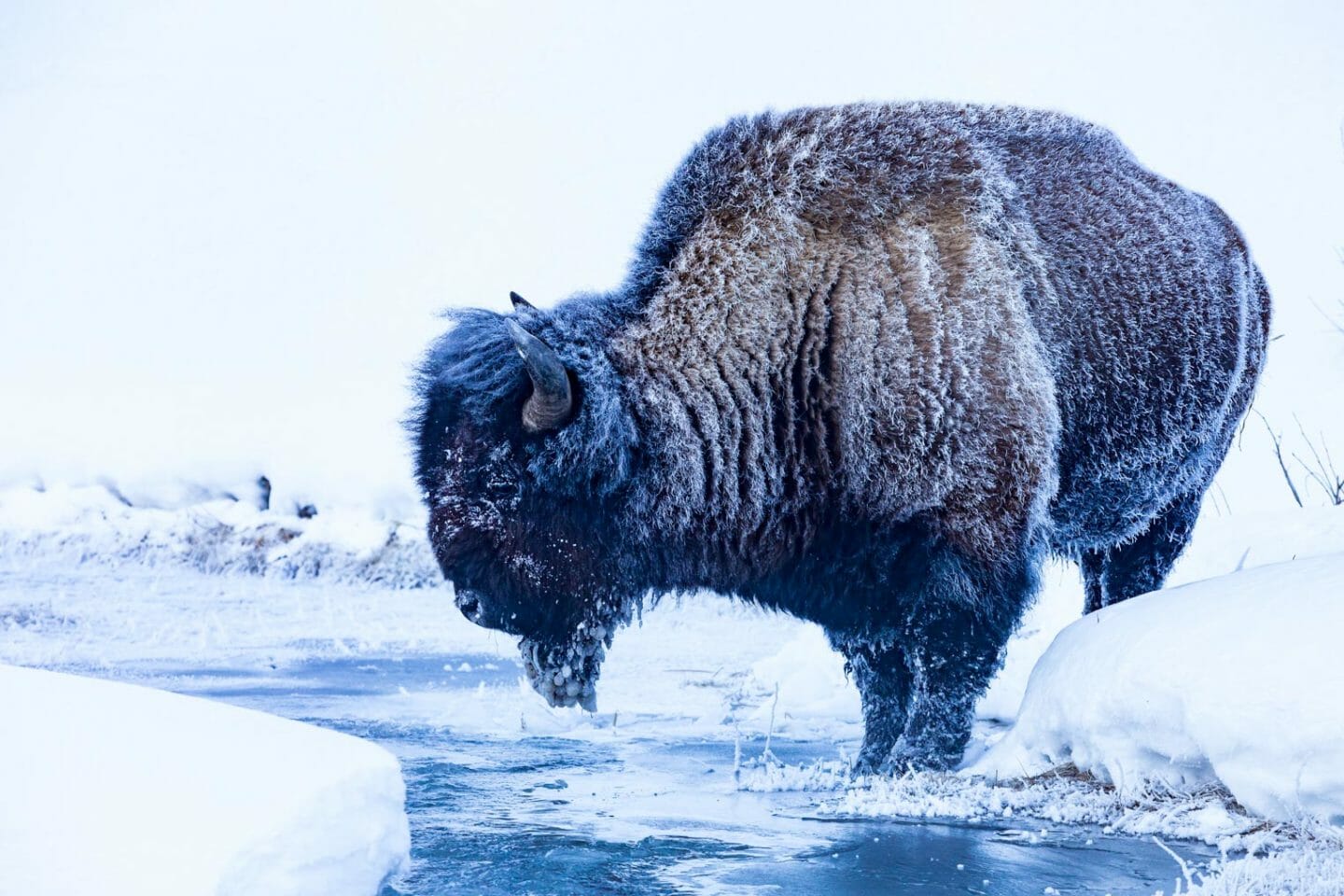 A Frost Covered Bison Stands At The Water's Edge In Yellowstone National Park