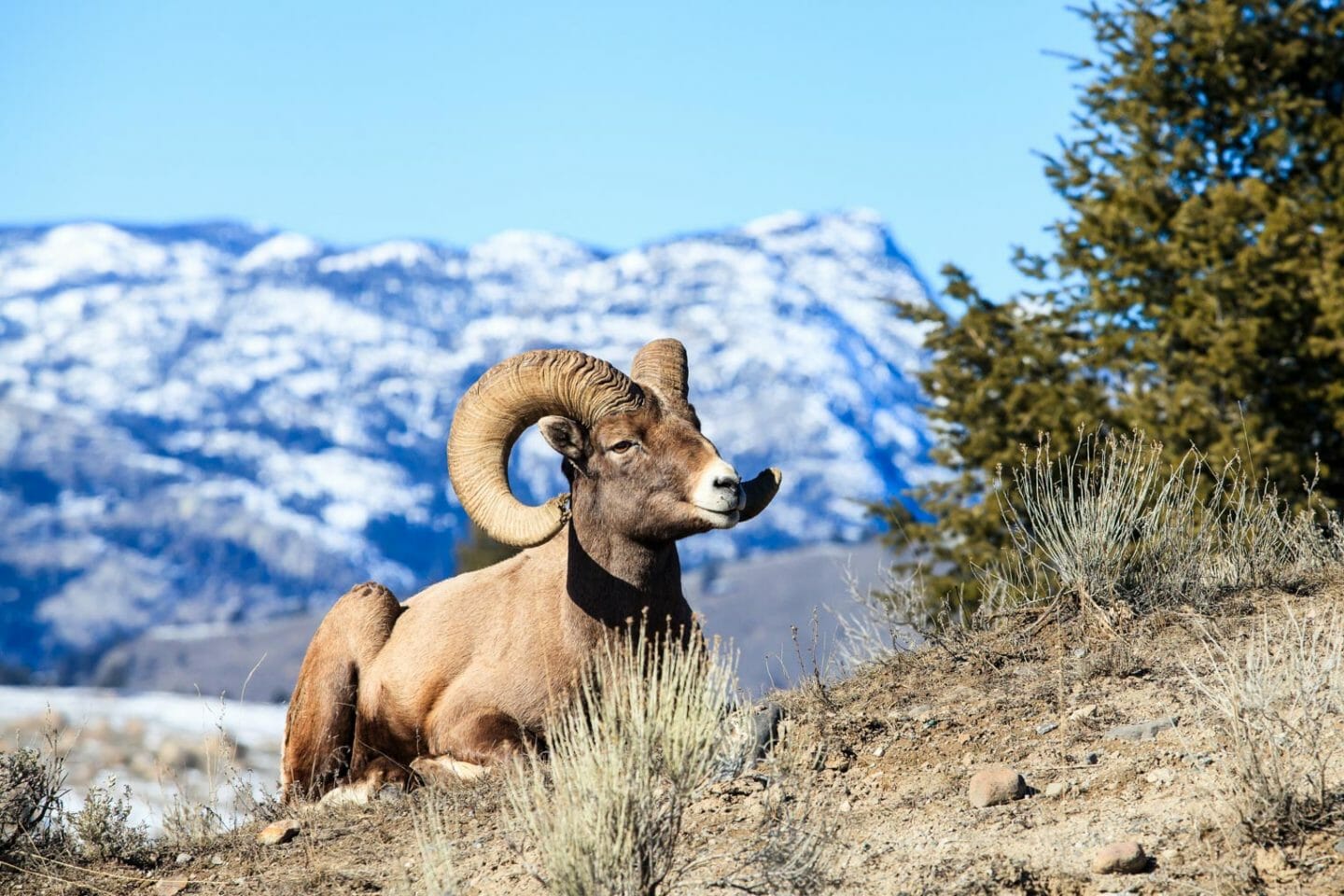 Bighorn sheep ram in Yellowstone National Park