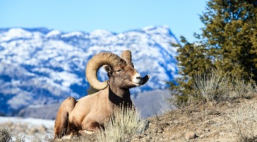 Bighorn sheep ram in Yellowstone National Park
