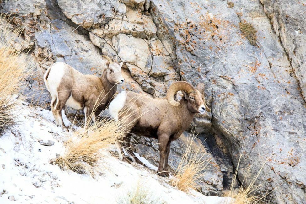 Bighorn Sheep Lamar Valley Yellowstone