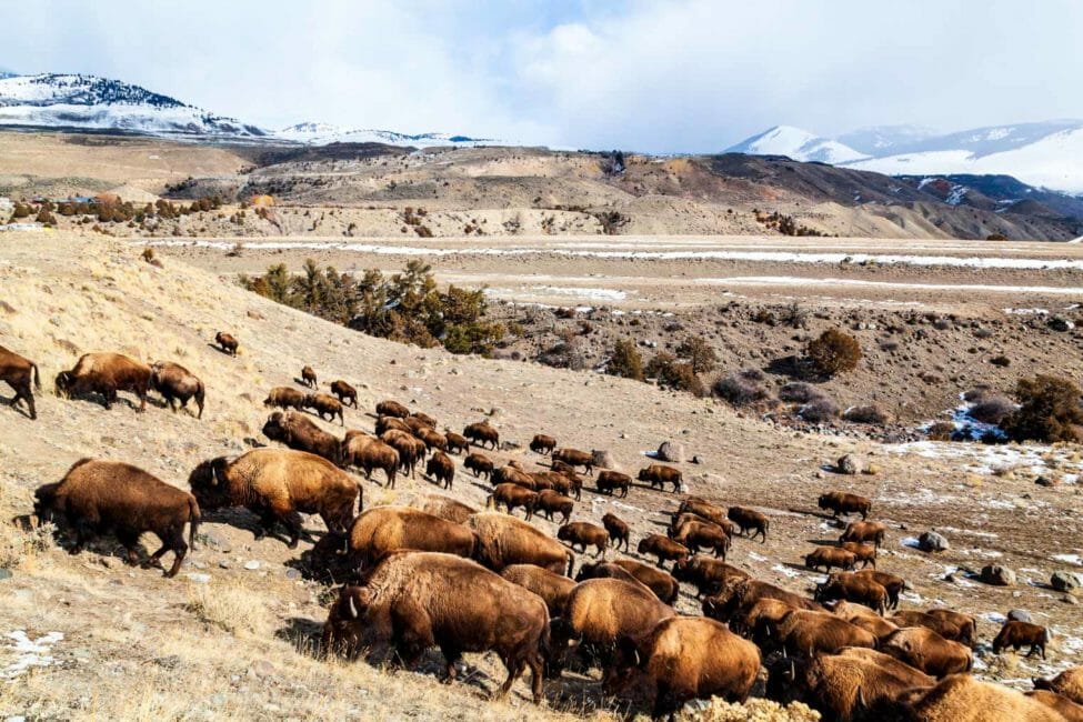 Bison migrating out of Yellowstone National Park