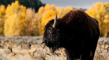 Bison in Grand Teton National Park with fall colors