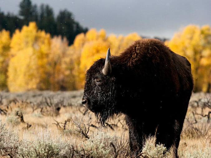 Bison in Grand Teton National Park with fall colors