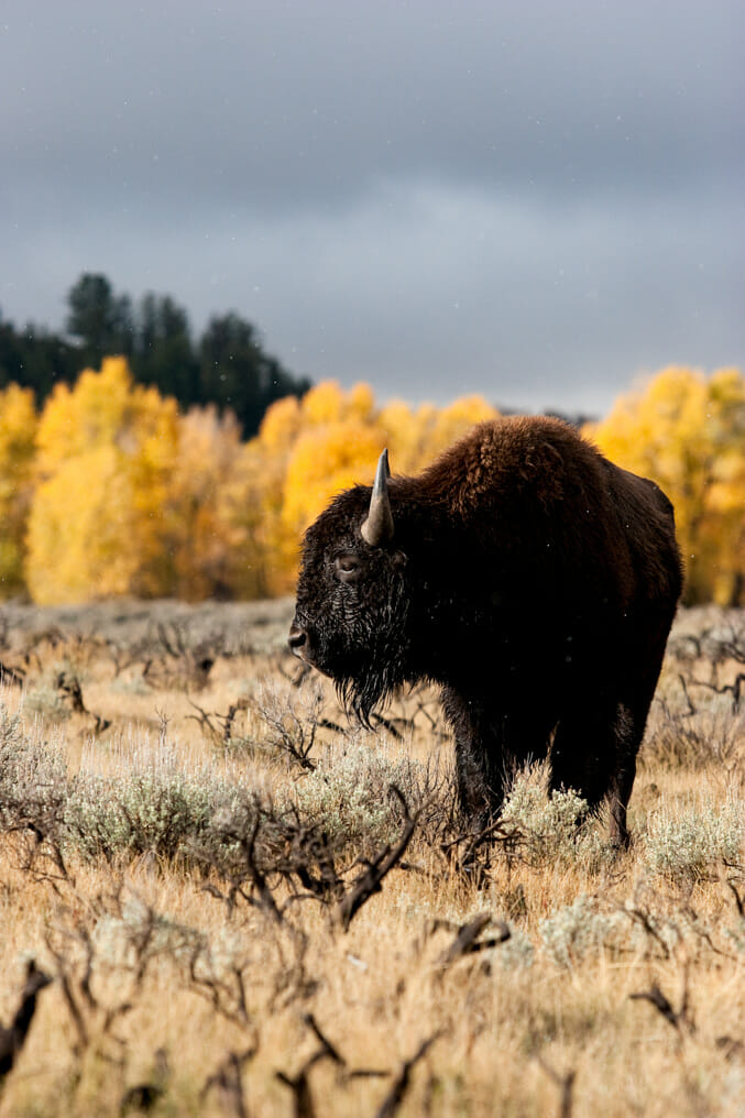 jackson hole wildlife safaris photos