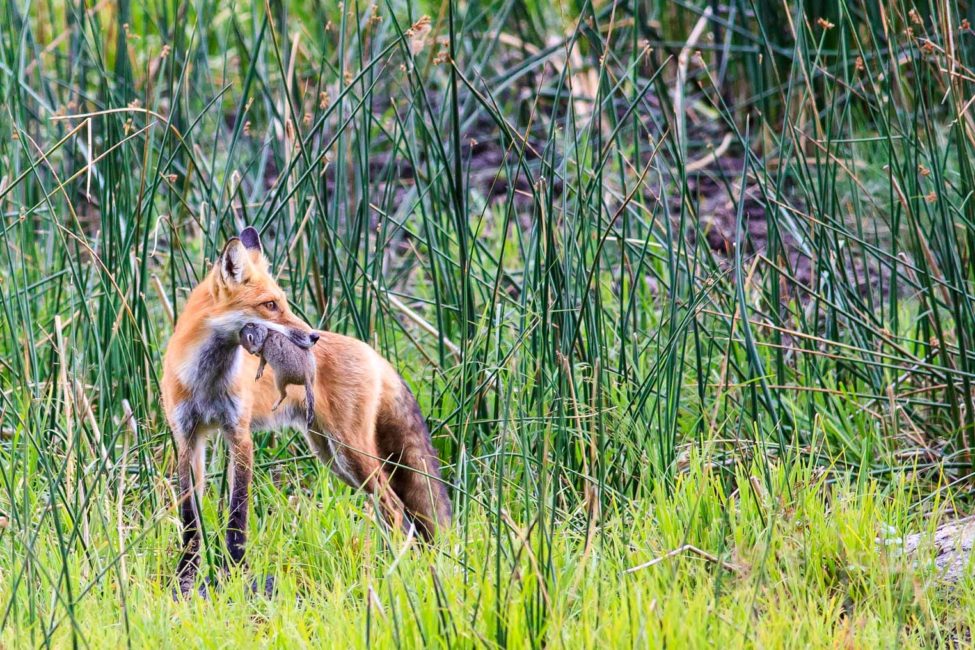 Red fox hunting in Yellowstone National Park