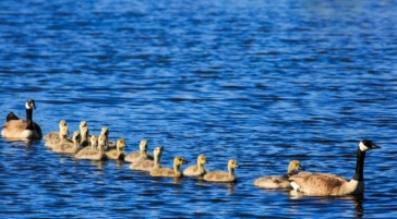Canada Geese are common in Jackson Hole