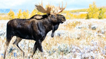 Bull moose with fall colors in Grand Teton National Park