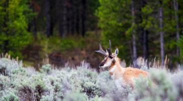 Pronghorn moving through the valley of Jackson Hole