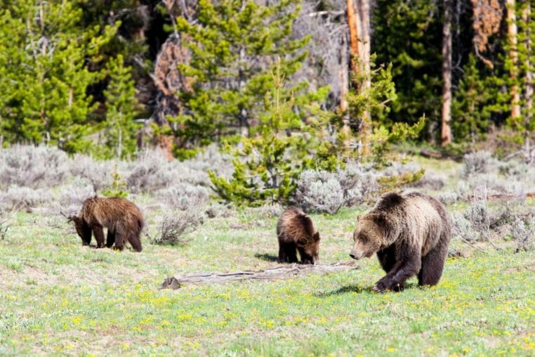 Grizzly Bears in Grand Teton National Park