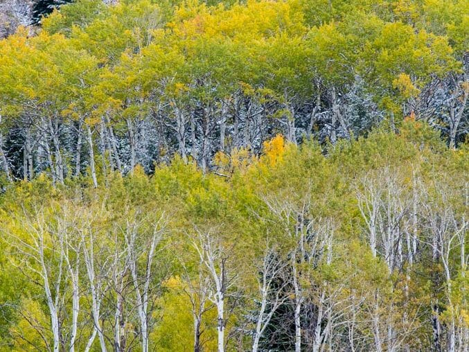 Fall colors can be dramatic in Jackson Hole