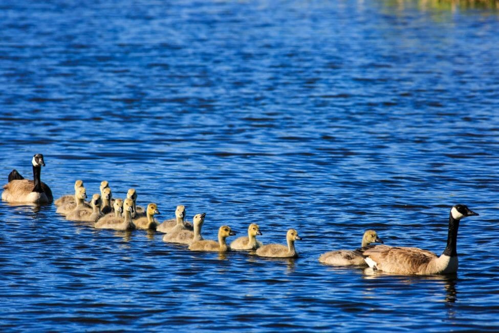 Canada Geese are common in Jackson Hole