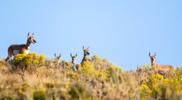 Five Pronghorn Peering Over A Ridge Of Sage Brush In Grand Teton National Park