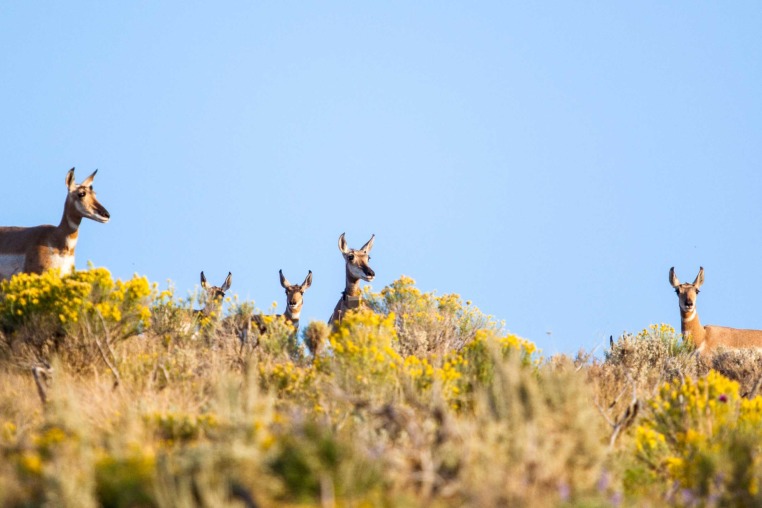 Five Pronghorn Peering Over A Ridge Of Sage Brush In Grand Teton National Park