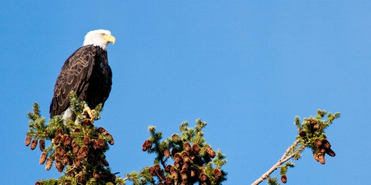 Bald Eagle perched above the Snake River in Grand Teton National Park
