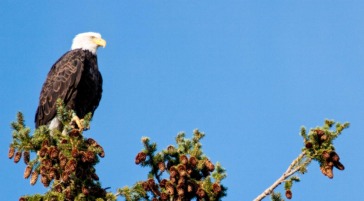 Bald Eagle perched above the Snake River in Grand Teton National Park