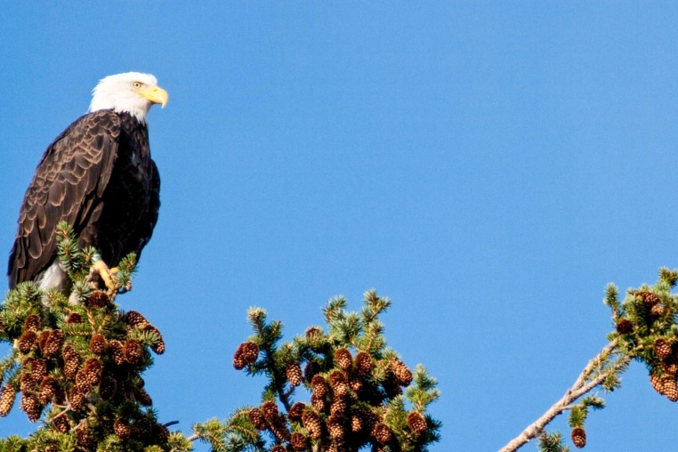 Bald Eagle perched above the Snake River in Grand Teton National Park